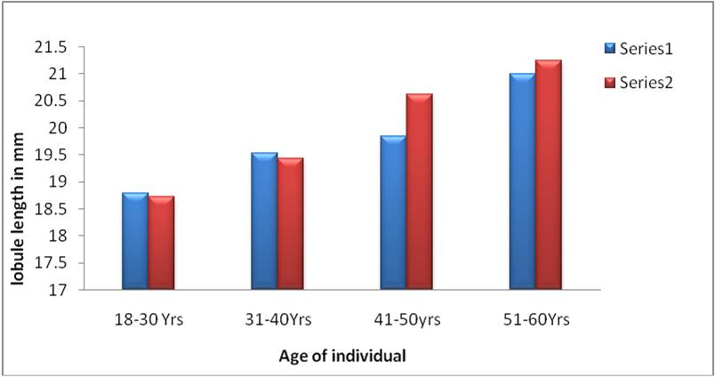 Fig. 5 b: Relation between the lengths of lobule with age ofindividual